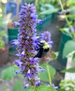 IMG_6077.jpeg