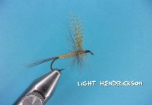 Light Hendrickson.jpg