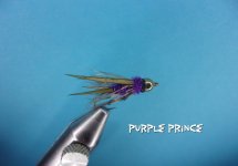 Purple Prince.jpg Purple Prince.jpg