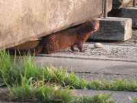 mink.JPG