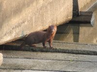 mink2.JPG