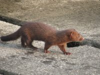 mink3.JPG