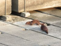mink4.JPG