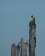 1722802991267.png
