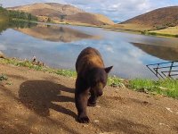 Bear.jpg