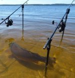 Fish.jpg