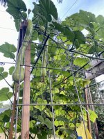 IMG_6115.jpeg IMG_6115.jpeg