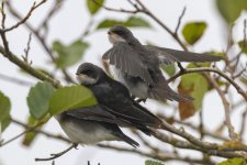 C02TreeSwallowFledglingsAwaitFoodDelivery8021.jpg C02TreeSwallowFledglingsAwaitFoodDelivery8021.jpg