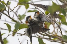 C05TreeSwallowFledglingsWParent8024.jpg C05TreeSwallowFledglingsWParent8024.jpg