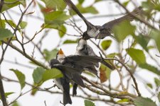 C06TreeSwallowFeedingFledgling8025.jpg