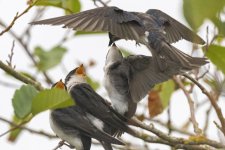 C07TreeSwallowFeedingFledgling8026.jpg C07TreeSwallowFeedingFledgling8026.jpg