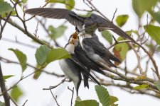 C08TreeSwallowFeedingFledgling8028.jpg C08TreeSwallowFeedingFledgling8028.jpg