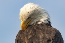 E02BaldEaglePreening8257.jpg E02BaldEaglePreening8257.jpg