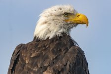 E03BaldEaglelProfile8271.jpg E03BaldEaglelProfile8271.jpg
