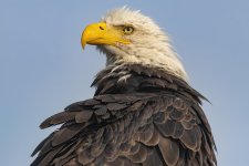 E04BaldEagleProfile8239.jpg E04BaldEagleProfile8239.jpg