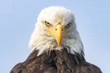 E05BaldEagleStare8285.jpg E05BaldEagleStare8285.jpg