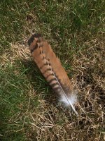 IMG_7905.jpeg