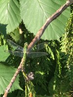 IMG_7899.jpeg