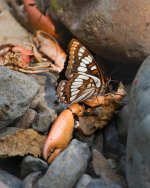 017-Butterfly-Crawfish-072124.jpg