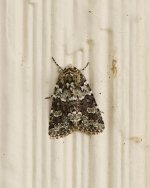 043-Moth-080224.jpg