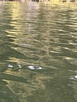 IMG_6955.jpeg