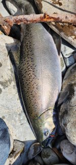 Screenshot_20240824_130916_Gallery.jpg Screenshot_20240824_130916_Gallery.jpg