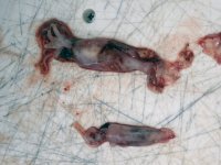 SquidRegurgitated.jpg