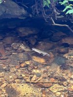 IMG_2246.jpeg