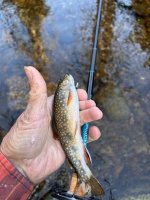 IMG_2247.jpeg