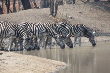 IMG_2144.jpeg