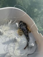 IMG_5743.jpeg IMG_5743.jpeg