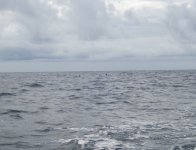 PilotWhalesP8240015.jpg