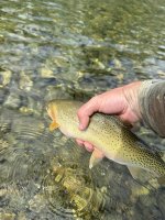 IMG_0285.jpeg