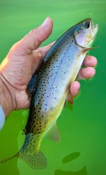IMG_4525.jpeg