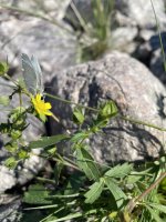IMG_3717.jpeg