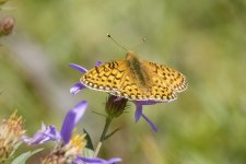 C06 MormonFritillaryButterflyOnCascadeAster8639.jpg
