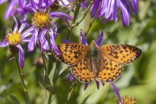 C07 MormonFritillaryOnCascadeAster8473.jpg