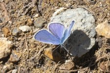 C08 SilveryBlueButterfly8484.jpg