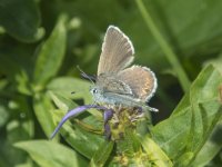 C09 SilveryBlueButterflyFemale8280096.jpg