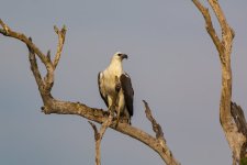 A06bWhiteBelliedSeaEagle6044.jpg