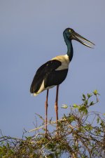 A06c BlackNeckedStork6055.jpg