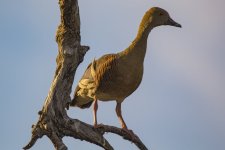 A06d PlumedWhistlingDuck6080.jpg