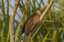 A06e PheasantCoucal6084.jpg