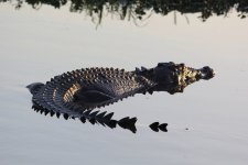 A07bSaltieInWater8341.JPG