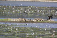 A11a FreshwaterCrocodile6896.jpg