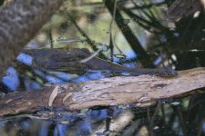 A11b FreshwaterCrocodile5560.jpg