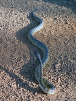 A01 BlackHeadedPythonP6300083.jpg