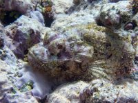 A03 TassledScorpionfish7211460.jpg
