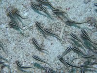 A04 StripedCatfish7180474.jpg