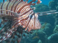 A05 CommonLionfish7221824.jpg